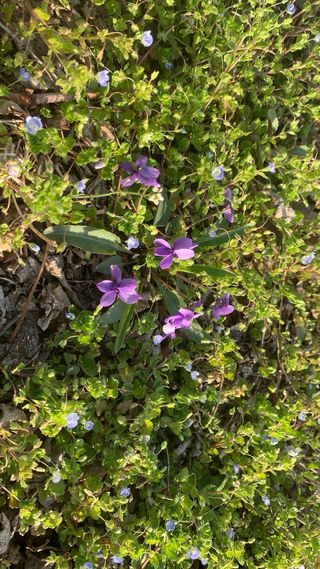 조용욱 용강농원님의 기타작물 · 영농일지 작성글 사진