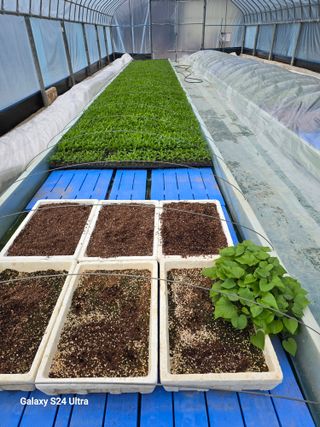 gigibae111님의 고추 · 영농일지 작성글 사진