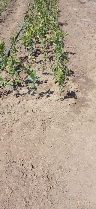 참깨8508님의 기타작물 · 영농일지 작성글 사진