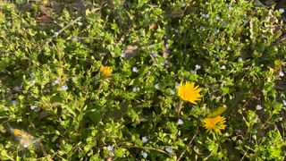 조용욱 용강농원님의 기타작물 · 영농일지 작성글 사진