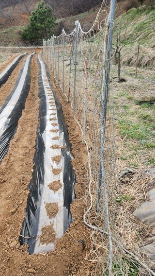 현길01021982님의 기타작물 · 영농일지 작성글 사진
