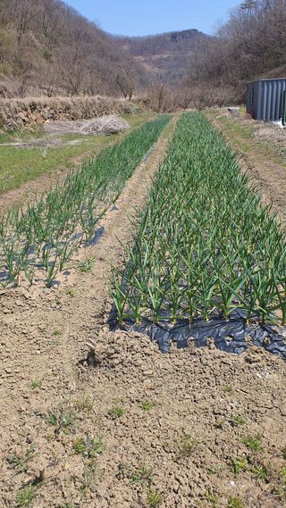 홍광희님의 기타작물 · 영농일지 작성글 사진