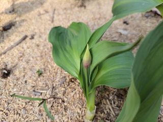 김홍중님의 기타작물 · 영농일지 작성글 사진