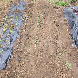 양배추21889님의 복숭아 · 영농일지 작성글 사진