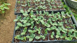 김윤회님의 호박 · 영농일지 작성글 사진