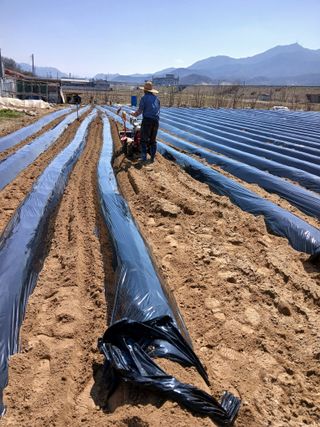 최남옥님의 기타작물 · 영농일지 작성글 사진