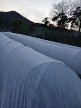 팜모닝 기타작물·영농일지 게시글 이미지