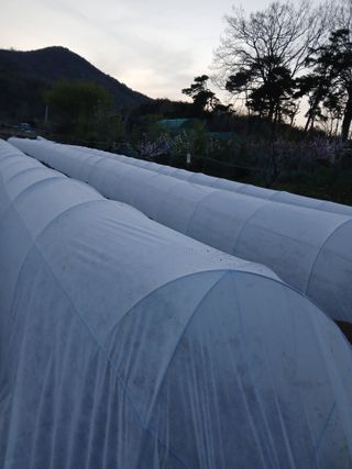 이광희님의 기타작물 · 영농일지 작성글 사진