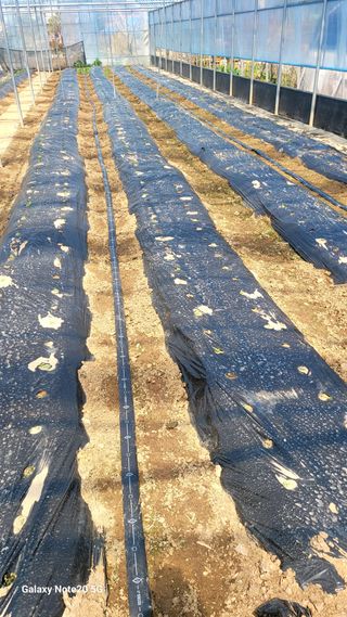 제주농부님의 고추 · 영농일지 작성글 사진