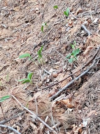혜공 도봉현님의 기타작물 · 영농일지 작성글 사진