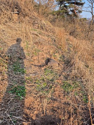 정진필님의 기타작물 · 영농일지 작성글 사진