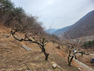 단감당감님의 감 · 영농일지 작성글 사진