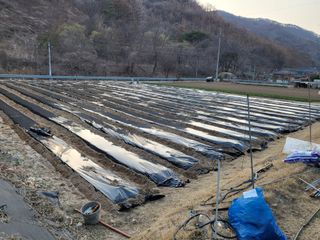 안재봉님의 옥수수 · 영농일지 작성글 사진