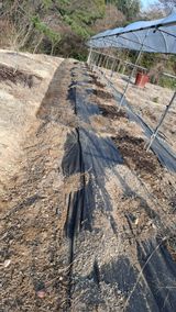 팜모닝 기타작물·영농일지 게시글 이미지