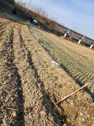  청계유정란 박진균님의 벼 · 영농일지 작성글 사진