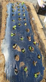 팜모닝 상추·영농일지 게시글 이미지