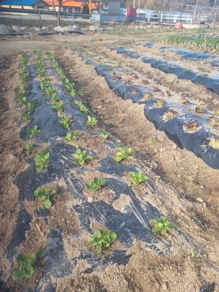 참깨16081님의 기타작물 · 영농일지 작성글 사진