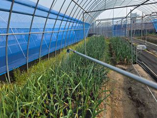 나선기님의 기타작물 · 영농일지 작성글 사진