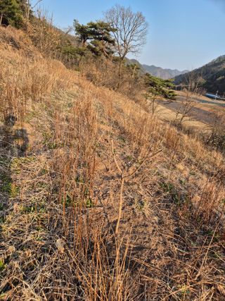 정진필님의 기타작물 · 영농일지 작성글 사진