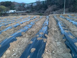 백용구님의 두릅 · 영농일지 작성글 사진