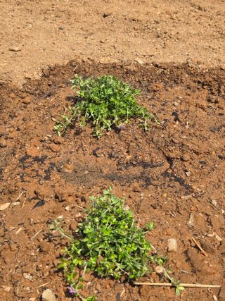 류승원님의 기타작물 · 영농일지 작성글 사진