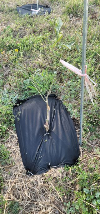 박종화님의 기타작물 · 영농일지 작성글 사진