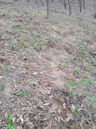 혜공 도봉현님의 기타작물 · 영농일지 작성글 사진