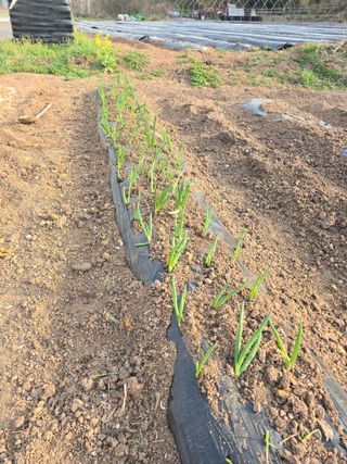 박정원님의 기타작물 · 영농일지 작성글 사진