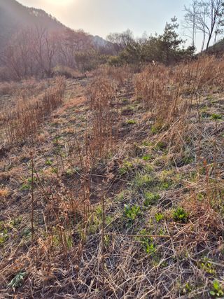 정진필님의 기타작물 · 영농일지 작성글 사진