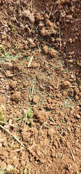 팜모닝 감·영농일지 게시글 이미지