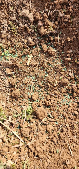 박은희님의 감 · 영농일지 작성글 사진