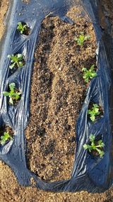 팜모닝 기타작물·영농일지 게시글 이미지