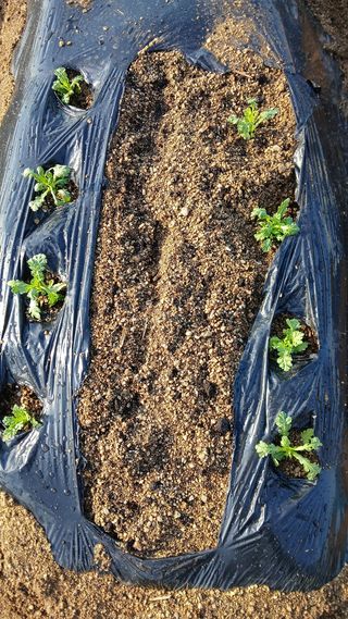 알 수 없음님의 기타작물 · 영농일지 작성글 사진