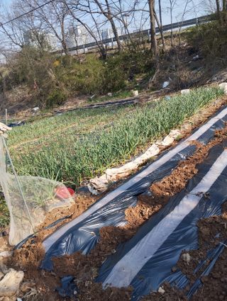 최병우님의 고구마 · 영농일지 작성글 사진