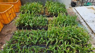 김남근님의 옥수수 · 영농일지 작성글 사진