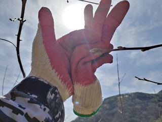 단감당감님의 감 · 영농일지 작성글 사진