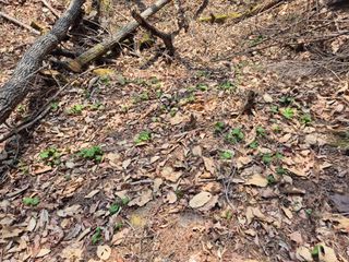 정진필님의 기타작물 · 영농일지 작성글 사진