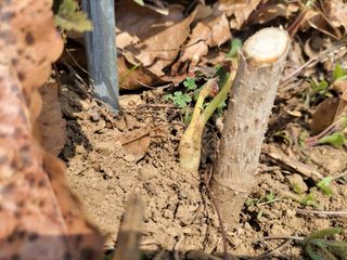 김홍중님의 두릅 · 영농일지 작성글 사진