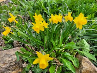 노경자님의 마늘 · 영농일지 작성글 사진