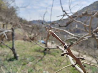 단감당감님의 감 · 영농일지 작성글 사진
