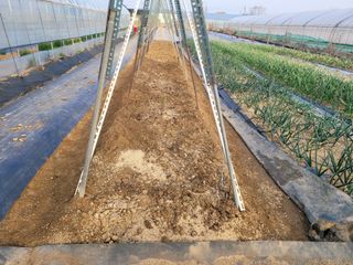 노경자님의 마늘 · 영농일지 작성글 사진