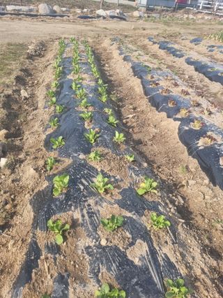 참깨16081님의 기타작물 · 영농일지 작성글 사진