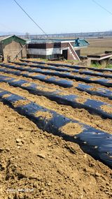 팜모닝 고추·영농일지 게시글 이미지