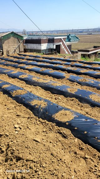 제주농부님의 고추 · 영농일지 작성글 사진