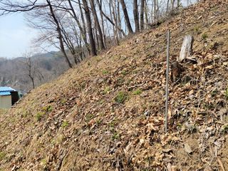 김홍중님의 두릅 · 영농일지 작성글 사진