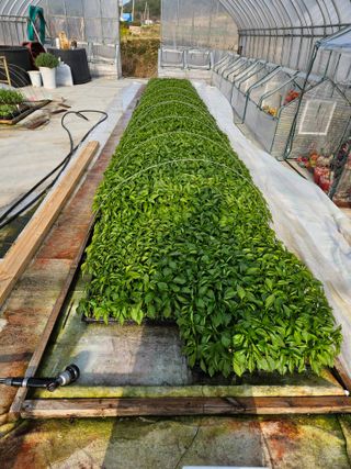 백호순(후추)님의 고추 · 영농일지 작성글 사진