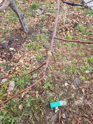 조도제님의 사과 · 영농일지 작성글 사진