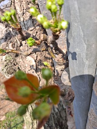 박미스터님의 기타작물 · 영농일지 작성글 사진