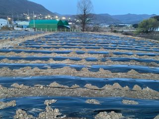 백용구님의 두릅 · 영농일지 작성글 사진