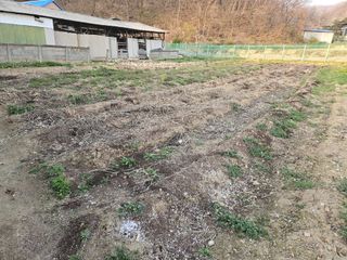 경달현님의 고추 · 영농일지 작성글 사진